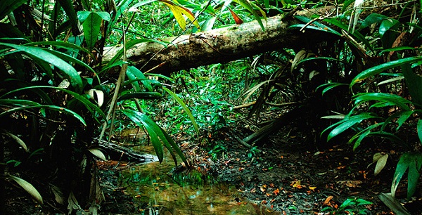 Entre os países que possuem vegetação amazônica, o Brasil é o que tem maior índice de desmatamento (Reprodução)