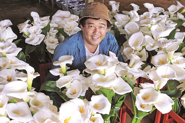 O produtor Paulo Tashiro, que cultiva flores em uma chácara de Taguatinga há cinco anos: 
'A procura aumentou muito. Com o produto fresco, colho num dia e entrego no outro' (Fotos: Minervino Júnior/Encontro/DA Press)