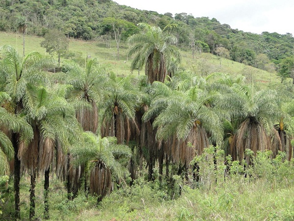 A palmeira macaúba chega a 15 metros de altura. Seus frutos são comestíveis, e de sua amêndoa se extrai um óleo fino (Divulgação/Facebook)