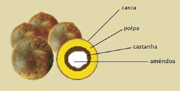 O óleo retirado da polpa do fruto da macaúba pode ser utilizado na produção de biodiesel e o da amêndoa em produtos cosméticos (Divulgação/ Facebook)