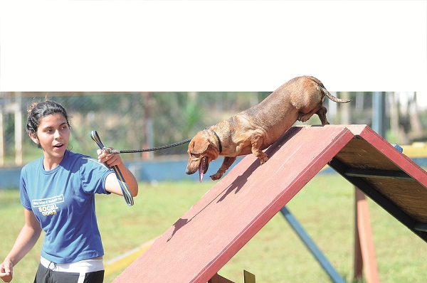 Depois que começou a fazer agility, a dachshund Billa emagreceu 1,5 kg: ela é famosa pelas formas avantajadas (Minervino Júnior/Encontro/DA PRESS)