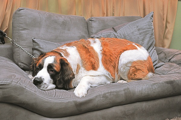 O são-bernardo Elvis, de 70 kg, mora com um casal: o grandão ocupa o sofá inteiro e só libera visitas depois de ganhar guloseimas (Minervino Júnior/Encontro/DA Press)