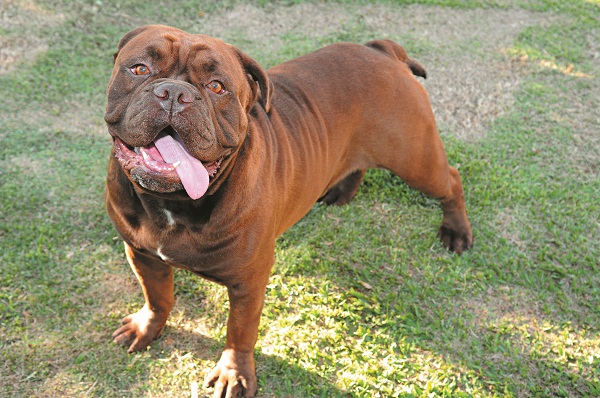 O buldogue-campeiro Lambão já é celebridade: um dos cães com maior pontuação para alcançar o título de melhor do Brasil em 2013 (Minervino Júnior/Encontro/DA Press)