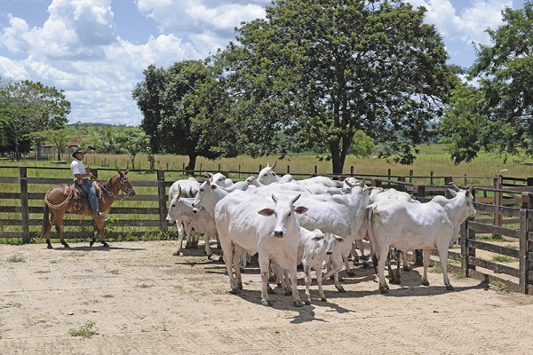 O rebanho da Fazenda Recreio cumpre o objetivo do dono, Elson Cascão: um bom gado não só de pista, mas produtivo a pasto (Raimundo Sampaio / Encontro / DA Press)