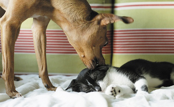 Barnabé e a cadela Filó provam que cães e gatos podem viver bem juntos: rivalidade é mito (Daniel Nek/Divulgação)
