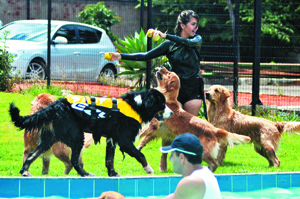 Giuseppe e seus amigos, também 
da raça  golden retriever: a dona, Bruna Borges,  promoveu uma pool party, festinha com  piscina e direito a bolo (Monique Renne/CB/DA Press)