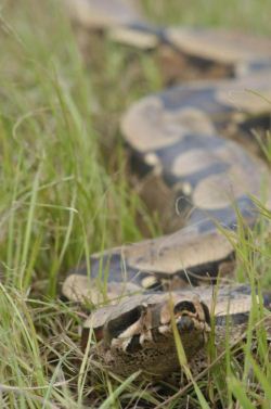 A jiboia  uma espcie de cobra 
comum no Brasil, e no  peonhenta (Divulgao)