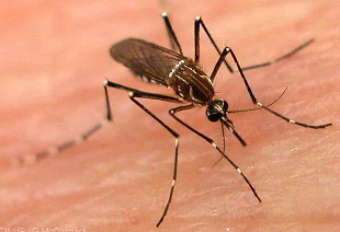 Transmissor da doença é o mesmo da dengue, o mosquito Aedes aegipty (Reprodução/Internet)