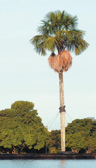 O buriti  uma palmeira existente no cerrado  brasileiro. A rvore da foto d nome  sede do  poder executivo de Braslia, o Palcio do Buriti (Minervino Jnior/Encontro/DA Press)