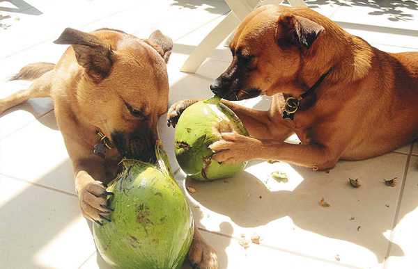 Cuca e Lola, cadelas da veterinária Sonali Rebelo: totalmente adeptas da alimentação natural (Sonali Rabelo/Arquivo Pessoal)