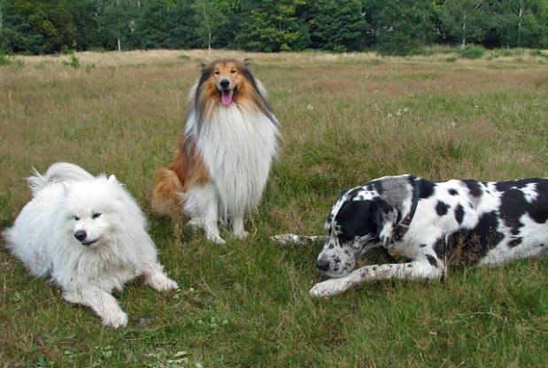 Segundo a professora de Veterinária da UFMG, a maioria dos cães infectados não apresenta sinais clínicos da leishmaniose (Pixabay)