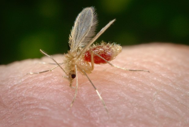 O mosquito-palha tem apenas 3 mm, é quase imperceptível, e as fêmeas é que se alimentam de sangue humano e de animai (Reprodução)