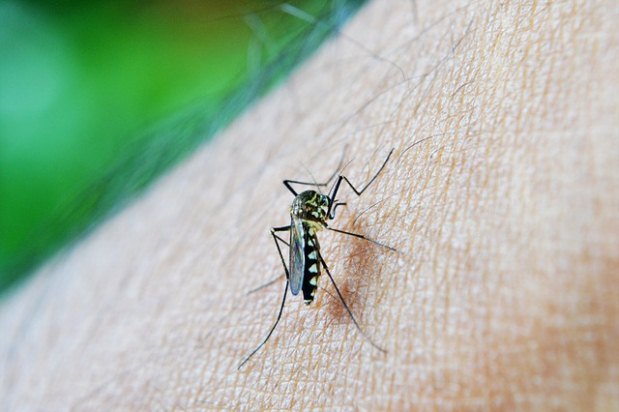 Alm da dengue, que  um srio problema no Brasil, o mosquito Aedes aegypti transmite a febre chikungunya, e sua reproduo se d em locais com gua parada (Pixabay)