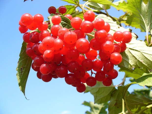 Também conhecida como oxicoco, a cranberry ajuda a inibir a instalação de bactérias em mucosas, o que pode prevenir problemas urinários (Pixabay)