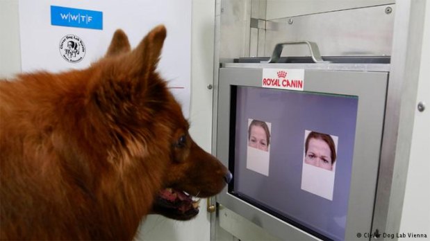 Os animais tinham de escolher entre duas imagens da mesma pessoa, com expresses faciais diferentes, e metade do rosto tampada (Clear Dog Lab Vienna/Divulgao)