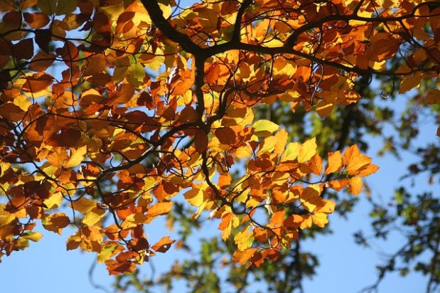 No outono algumas árvores se preparam para perder as folhas e ganham um colorido alaranjado típico (Pixabay)