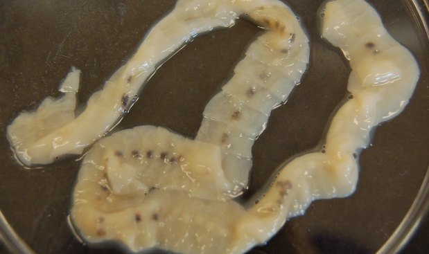 A chamada difilobotrase, ou 'tnia' dos peixes, costuma afetar o intestino delgado dos humanos, e o verme pode chegar a 10 m de comprimento (idimages.org/Reproduo)