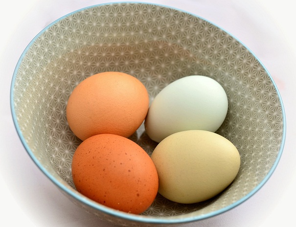 Nem todos sabem, mas a cor da casca do ovo diz respeito apenas  raa da galinha, e no ao modo em que foi produzido (Pixabay/Reproduo)