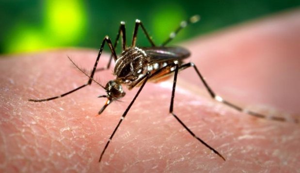 Entre janeiro e agosto de 2014, os casos de dengue no Brasil foram quase três vezes menor em comparação com o mesmo período deste ano (Wikimedia/Reprodução)