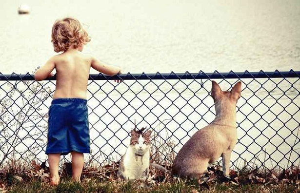 Os animais ajudam a criança a ter senso de responsabilidade, melhoraram o sistema imunológico dos pequenos e ainda estimulam o desenvolvimento social e emocional  (Pixabay)