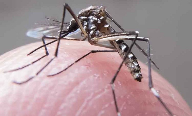 Sabia que apenas a fmea do Aedes aegypti se alimenta de sangue?  (Rafael Neddermeyer/Fotos Pblicas/Divulgao)
