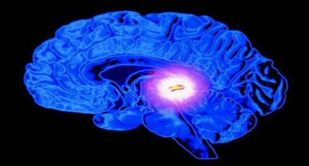 Situada no meio do crebro, entre os dois hemisfrios, a glndula pineal ajuda o corpo na regulao do sono, mas tambm  chamada de 'terceiro olho' por muitas religies  (Evolutionezine.net/Reproduo)