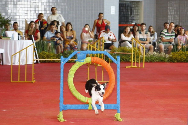 Demonstrao de agility, atividade esportiva na qual o dono conduz o co por obstculos (Edmilson Reis/Divulgao)