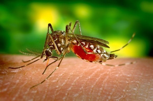 O vírus da zika é transmitido pelo Aedes Aegypti. O mosquito também transmite o vírus da dengue e da chikungunya  (Pixabay)