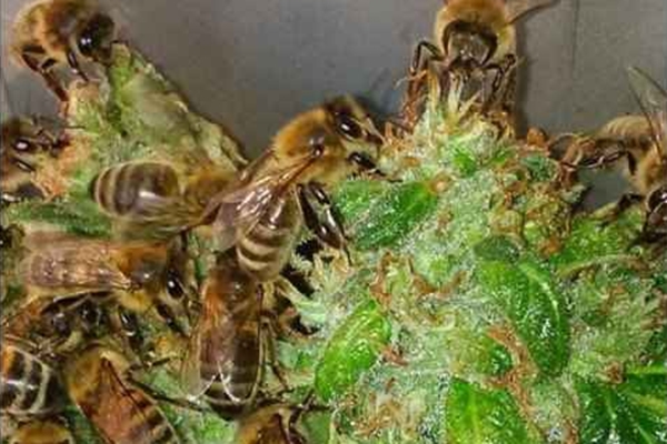 Na França, abelhas estão sendo treinadas para produzirem mel a partir da resina da Cannabis sativa, popularmente chamada de maconha (Dinafem.org/Reprodução)