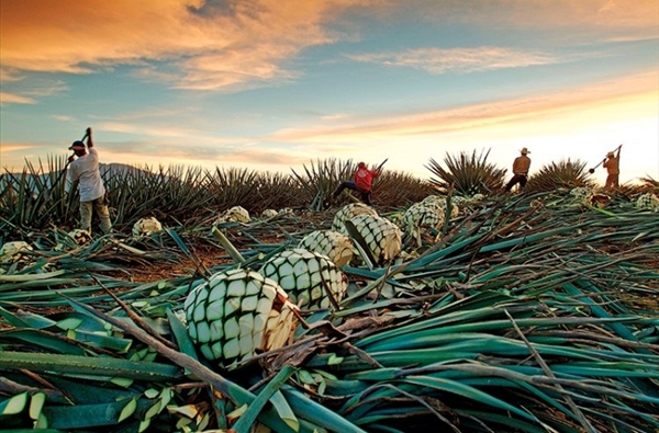 O agave-azul  usado na produo de tequila, e segundo estudos realizados no Mxico, tambm ajuda a combater a temida osteoporose (Blog Noroeste Paulista/Jos Cuervo/Reproduo)