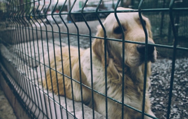 A vacina contra a leishmaniose visceral que está sendo pesquisada na UFMG já está em fase de testes em animais e pode representar o fim da eutanásia de cães infectados (Pixabay)