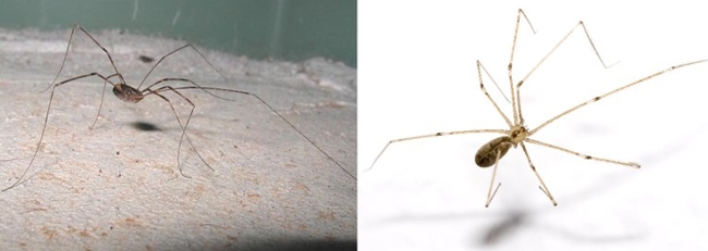 Aqueles insetos de pernas compridas que costumamos encontrar dentro de casa correspondem ao opilio (esquerda) e  aranha Pholcus phalangioides (Esperancewildlife.blogspot.com/Reproduo e Wikimedia/Reproduo)