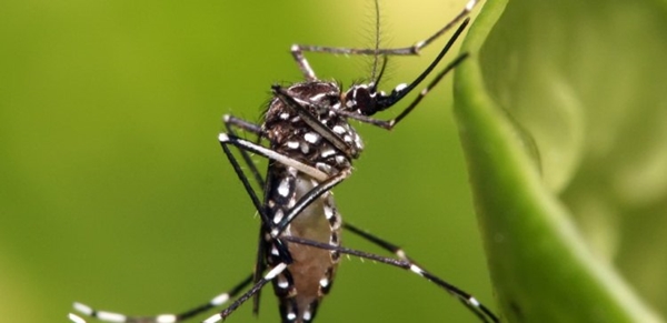 Alm da microcefalia, cientistas descobriram que o zika vrus podem provocar leses graves no crebro e nos olhos do beb (Pixabay/Reproduo)