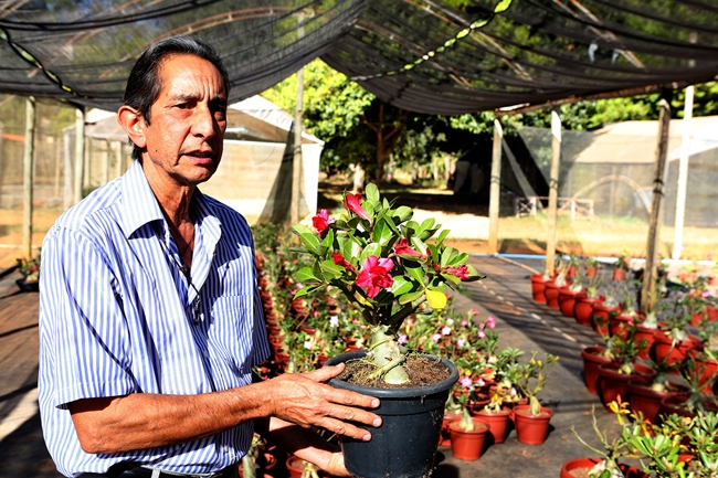 Arnoldo Castiglioni, de 65 anos, dono do Sítio Florida, dará palestra sobre o cultivo de rosas-do-deserto (Dênio Simões/Agência Brasília)