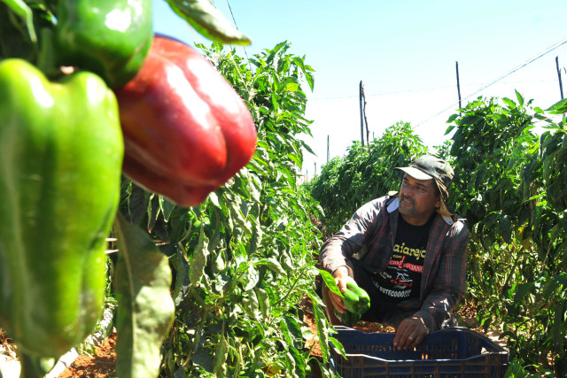 H 15 anos, Jos Perez de Barros planta e colhe pimento no ncleo rural. A renda mdia mensal com a lavoura chega a R$ 6 mil (Tony Winston/Agncia Braslia)
