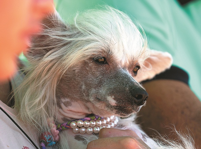 O Cão de Crista Chinês custa de 3 mil a 6 mil reais: o preferido da rainha Elizabeth II (Patrick Baz/AFP)