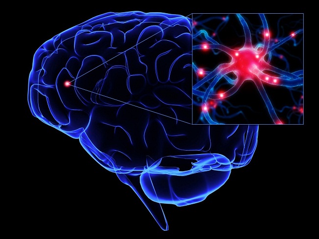 A esclerose lateral amiotrófica, conhecida como ELA, se caracteriza pela degeneração dos neurônios motores %u2014 as células do sistema nervoso central que controlam os movimentos voluntários dos músculos %u2014, com a sensibilidade preservada (Reprodução/FS)