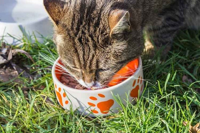 Cuidado com alguns alimentos, que são considerados tóxicos para os gatos, como uva e chocolate (Pixabay)