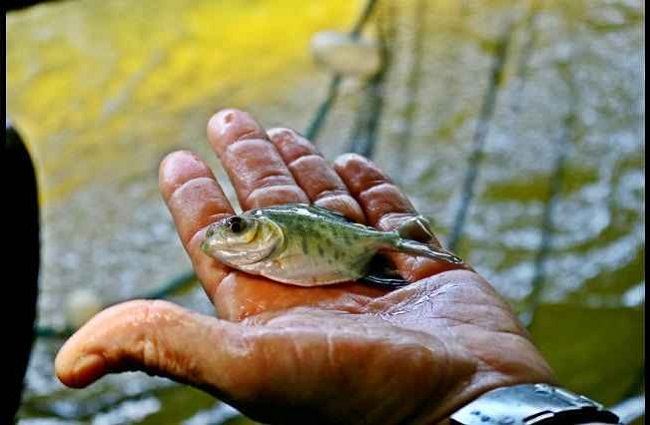 Pesquisa da Embrapa Amaznia Ocidental conseguiu incorporar mega-3 a peixes tambaquis mais jovens, por meio de enriquecimento da rao (Felipe Santos da Rosa/Embrapa/Divulgao)