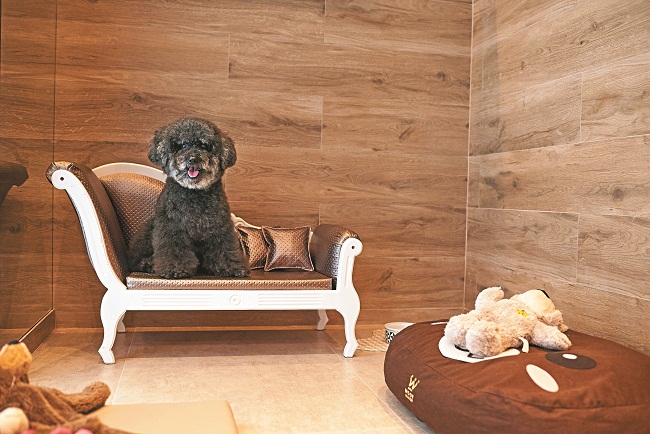 O poodle Bob Gomes na suíte presidencial da Pookie Pet: com direito a mais espaço, TV e até um sofazinho (Raimundo Sampaio/Esp. Encontro/DA Press)