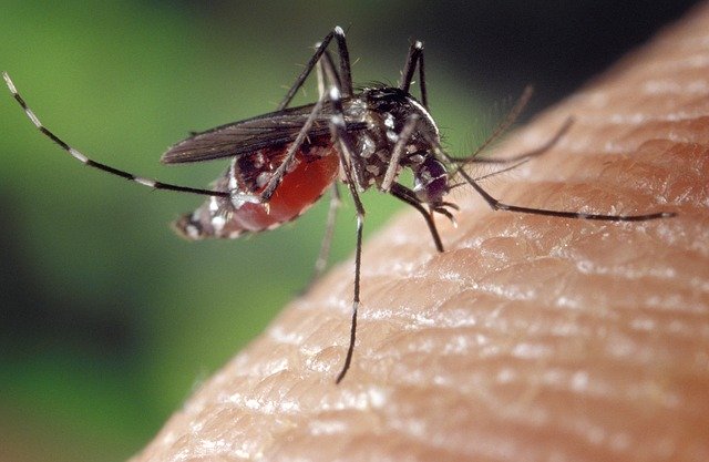 Aedes: Governo declara situação de emergência na saúde pública (Pixabay )